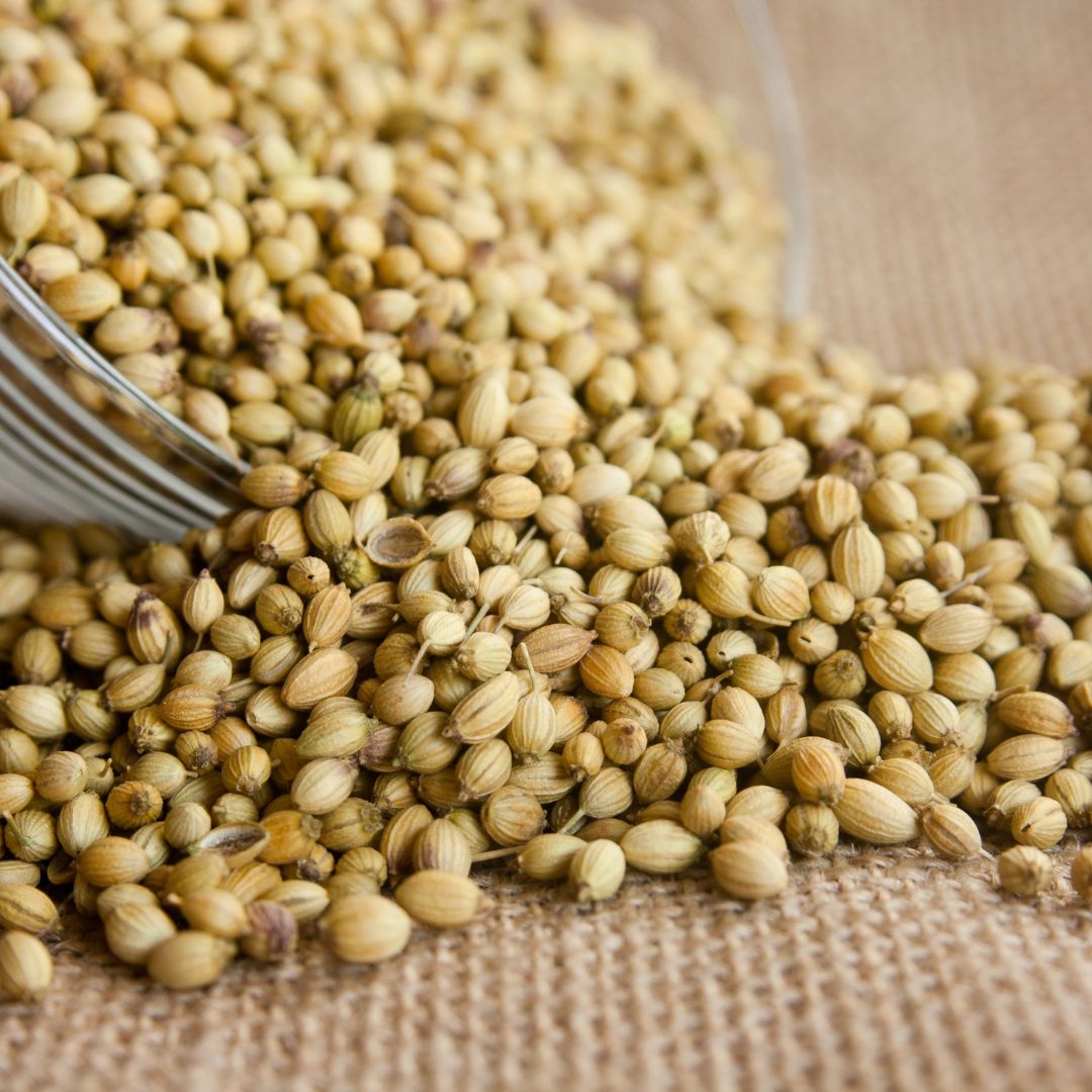 Coriander (Dhaniya): Citrusy Freshness in Every Grain