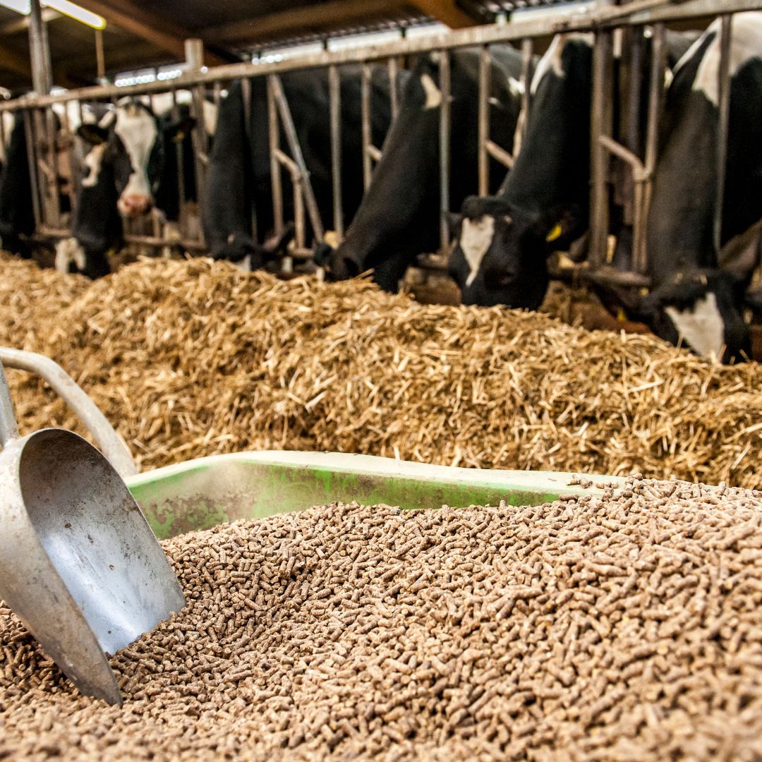 Cattle Feed Pellets: Nutritional Excellence for Healthy Cattle