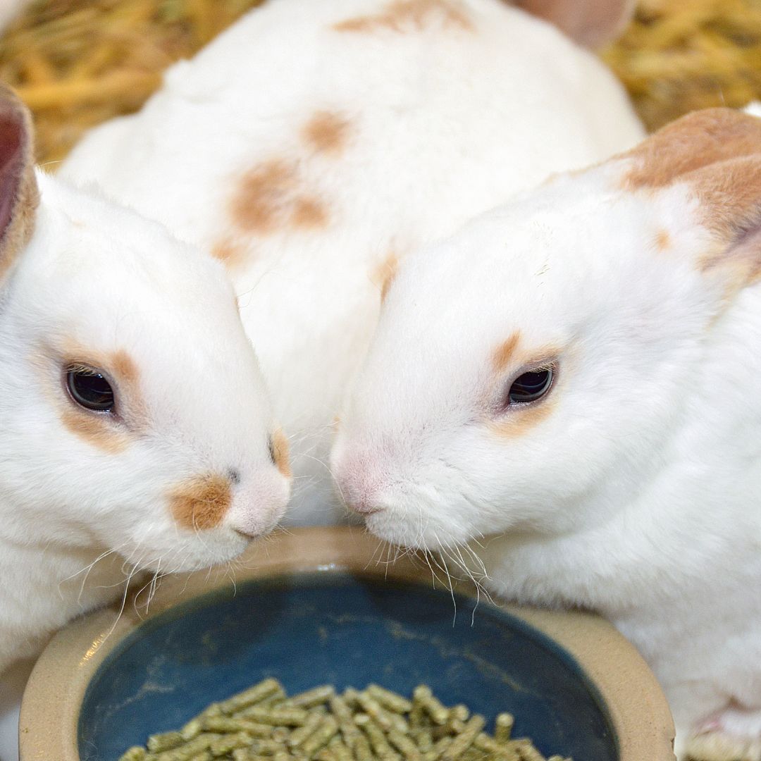 Rabbit Feed Pellets: Nutrient-Rich Pellets for Happy Bunnies