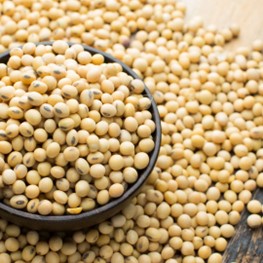 Soybean: The Protein Champion